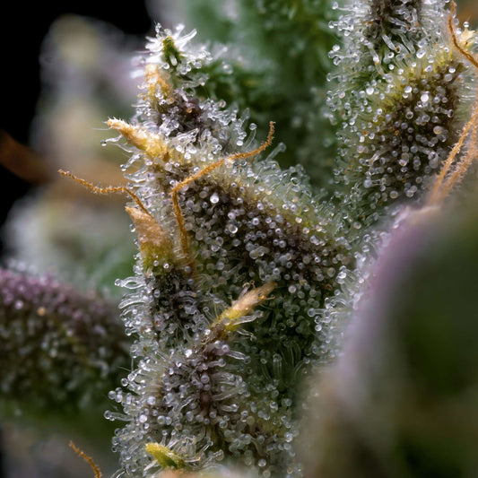 Close-up of raw cannabis flower showing crystal-like trichomes where THCA is concentrated.