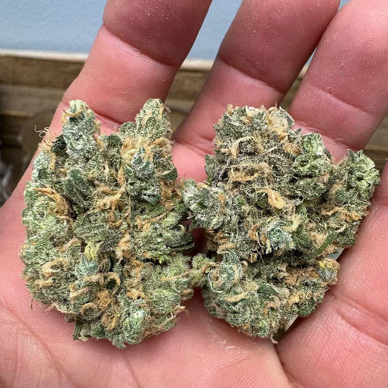 A close up visual of the bright green blue dream strain