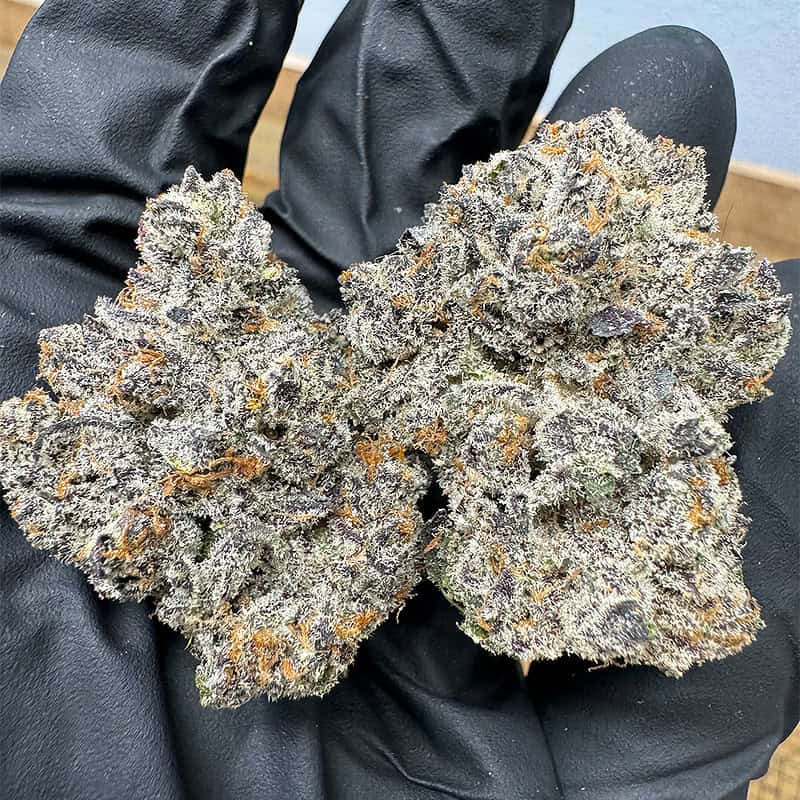 Dante's Inferno Exotic THCA Flower 36.56%