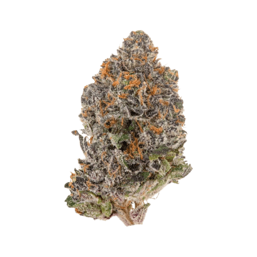 Kinglato THCA Flower 33.13%