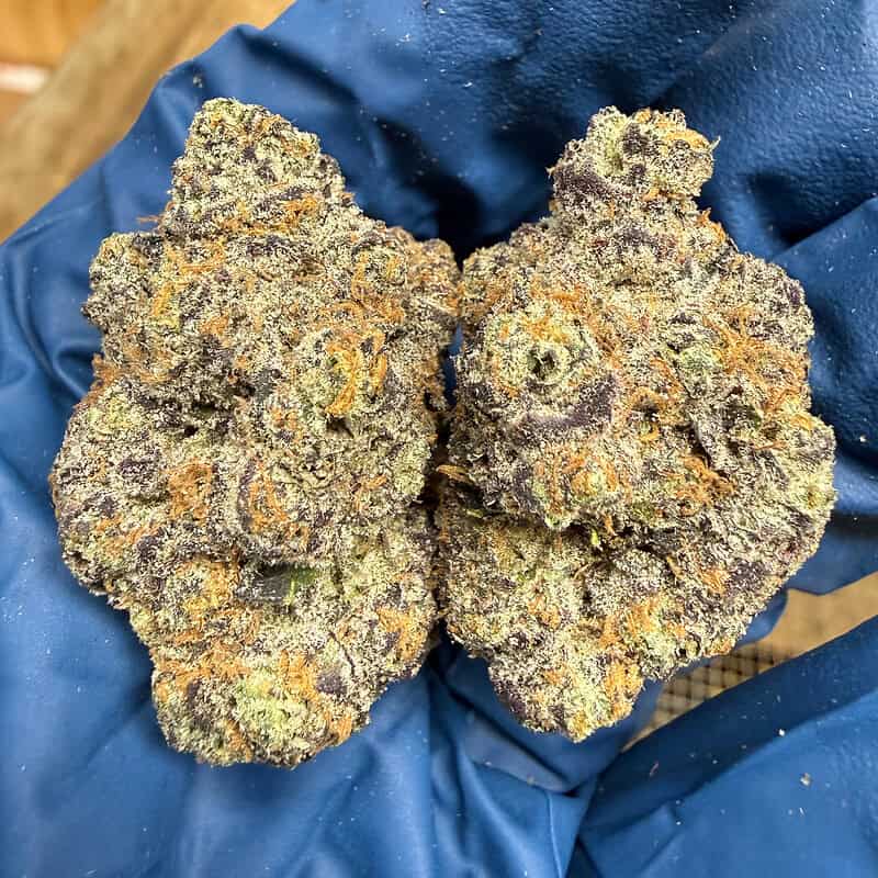 Churro Gelato Exotic THCA Flower 28.17%