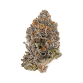 Kinglato THCA Flower 33.13%
