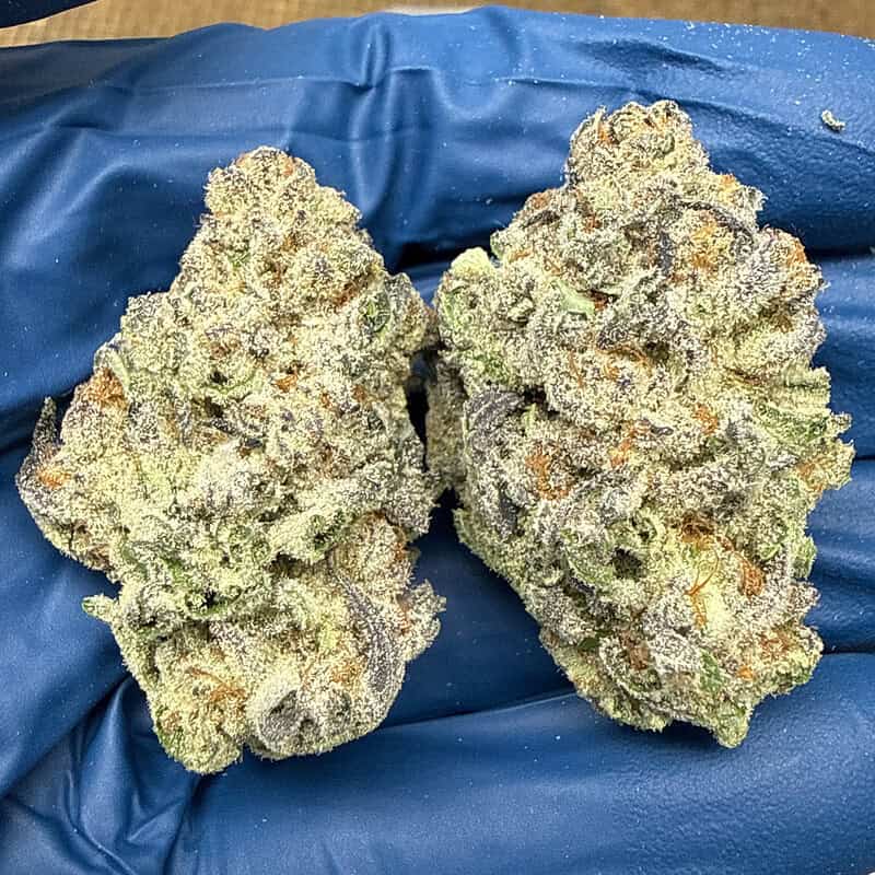 Guava Cookies Exotic THCA Flower 31.94%