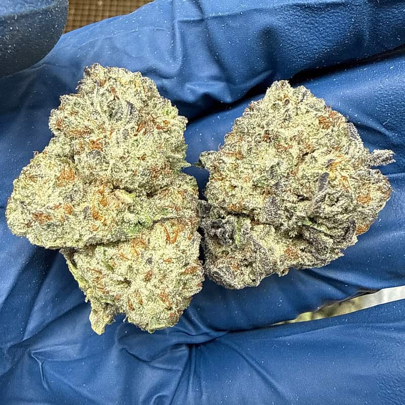 Oreoz Exotic THCA Flower 31.01%