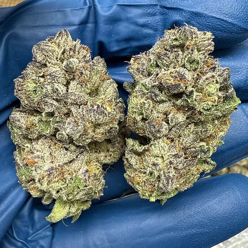 Watermelon Runtz Exotic THCA Flower 31.33%