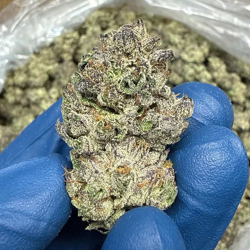 Watermelon Runtz Exotic THCA Flower 31.33%